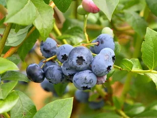 Cover image for B is for Blueberry Berry Nice